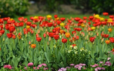 Best Places to See Spring Blooms in the SLC Area