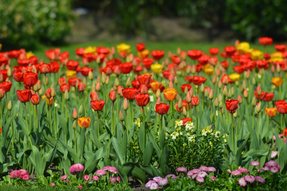 tulips-festival-spring-activities-in-slc