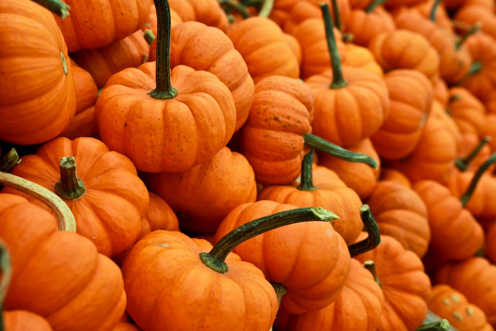 Fall Festivals and Events in Salt Lake You Can't Miss-halloween