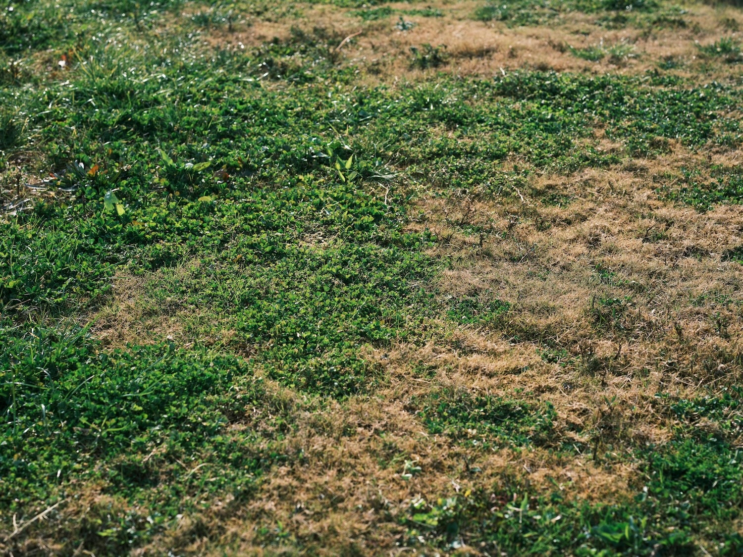 Utah drought lawn comparison 