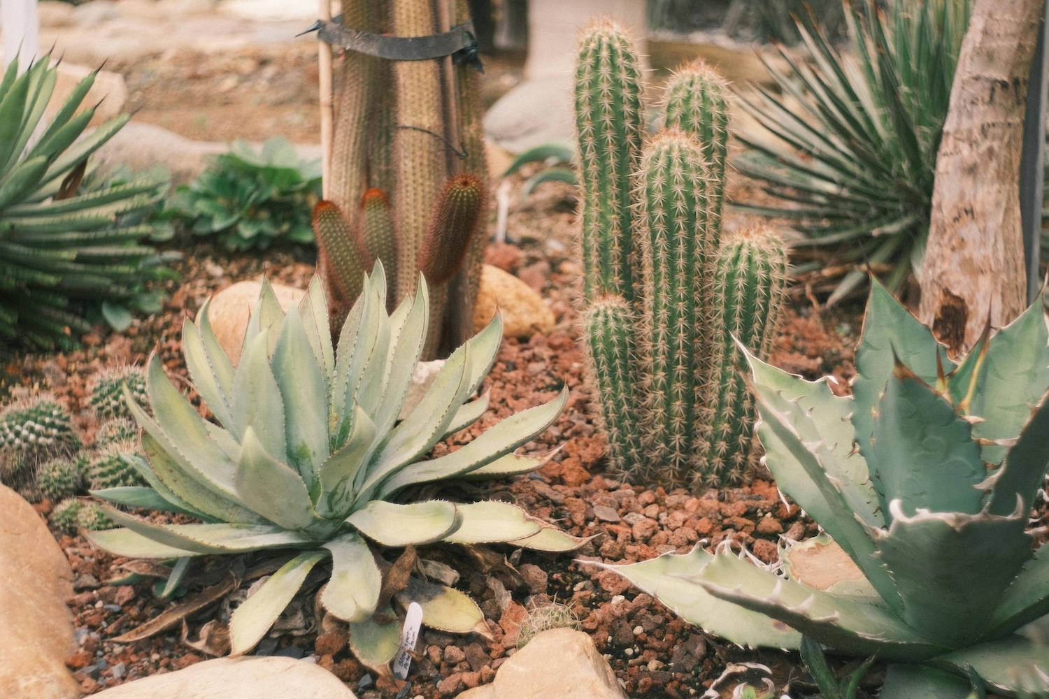 Utah xeriscape yard landscaping 