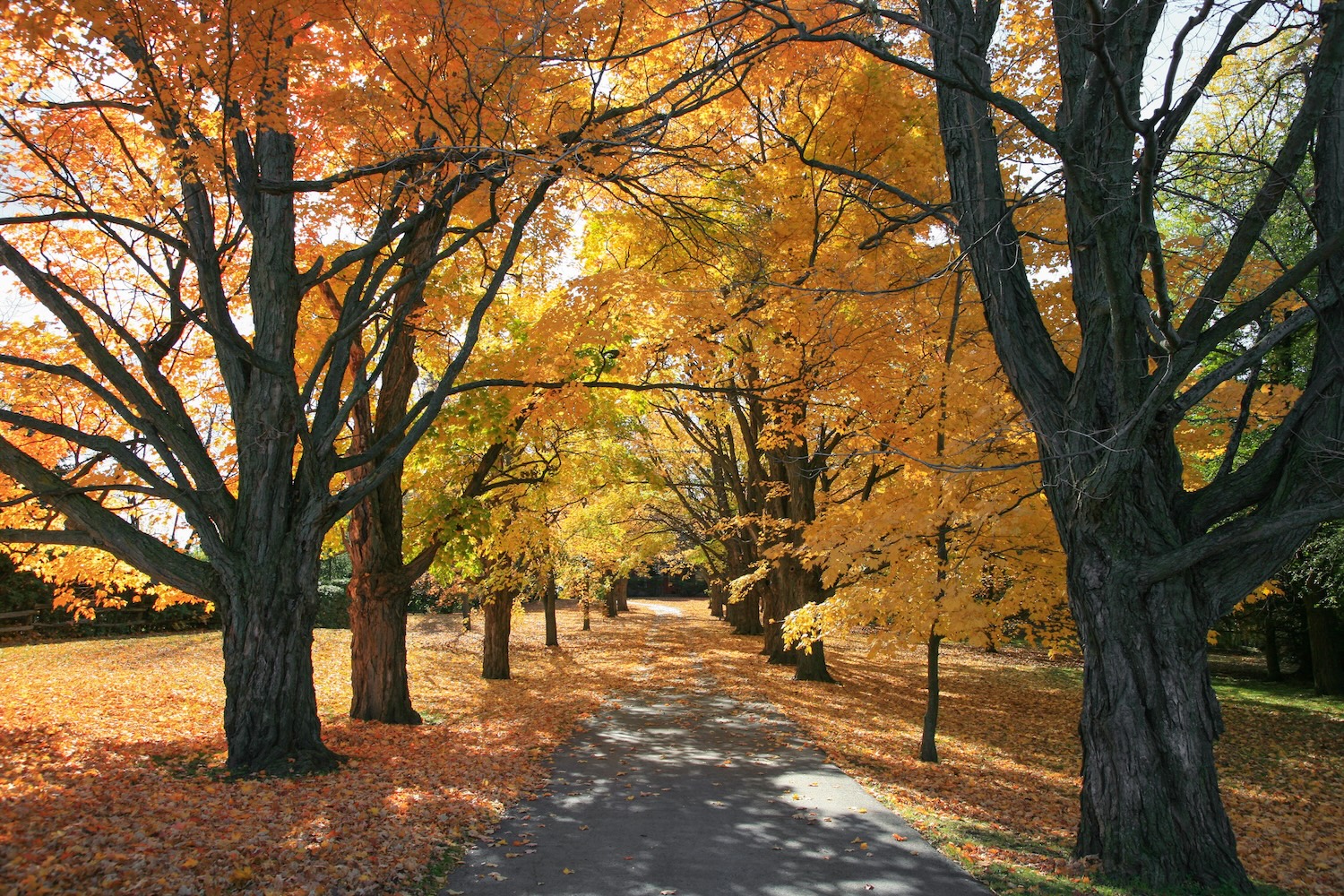 fall-trees-salt-lake-city-utah SLC Homes, Fall in Salt Lake City Utah